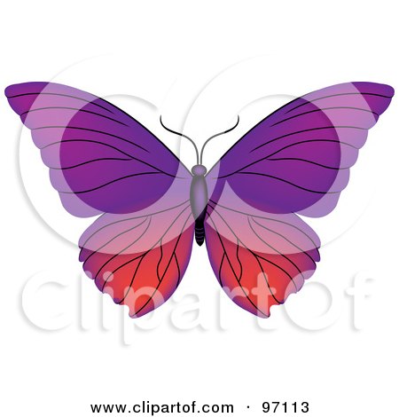 Royalty-Free (RF) Clipart Illustration of a Pink And Purple Butterfly With Open Wings by Pams Clipart