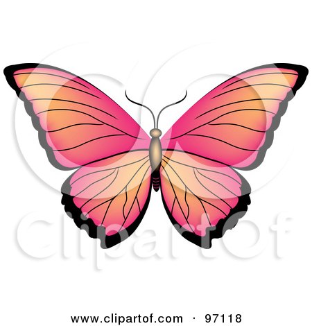 Royalty-Free (RF) Clipart Illustration of a Pink And Orange Butterfly With Open Wings by Pams Clipart