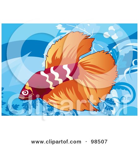 Royalty-Free (RF) Clipart Illustration of a Red And Orange Siamese Fighting Fish by mayawizard101