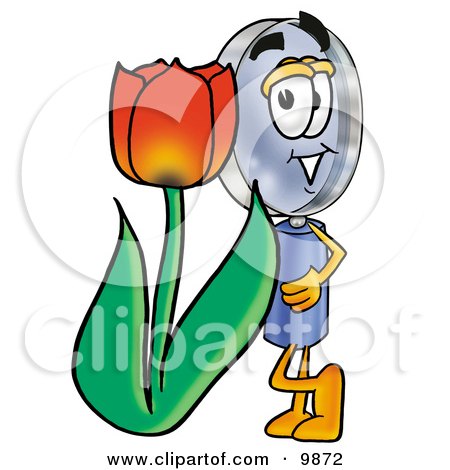 Clipart Picture of a Magnifying Glass Mascot Cartoon Character With a Red Tulip Flower in the Spring by Mascot Junction