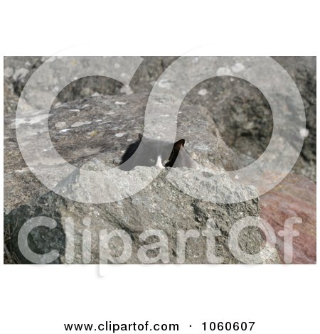 Stock Photo Of A Black and White Feral Cat Hiding Behind A Boulder by Kenny G Adams