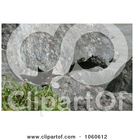 Stock Photo Of A Feral Brownish Black Kitten Behind a Rock by Kenny G Adams