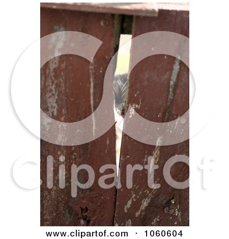 Stock Photo Of A Feral Cat Peeking Through A Crack Of A Wooden Fence by Kenny G Adams
