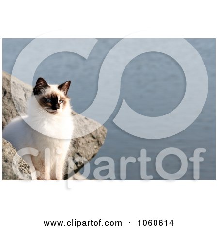 Stock Photo Of A Feral Cat Sitting On A Boulder Beside River by Kenny G Adams