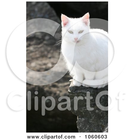Stock Photo Of A Feral White Cat Sitting On A Boulder by Kenny G Adams