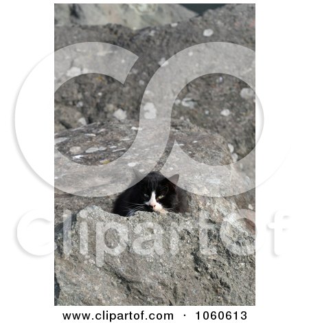 Stock Photo Of A Homeless Black & White Cat Peeking Behind A Rock by Kenny G Adams