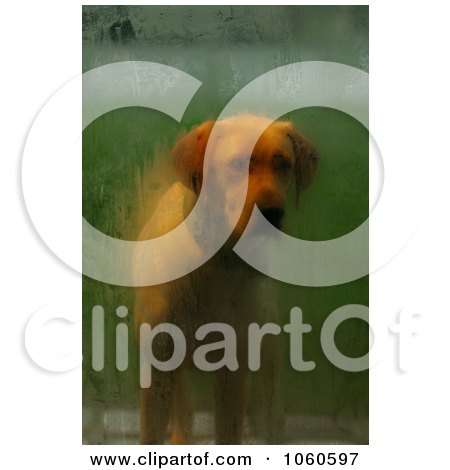 Stock Photo Of A Male Yellow Labrador Dog Standing At The Front Door by Kenny G Adams