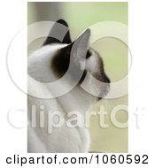 Stock Photo Of A Siamese Cat Looking Outside A Window