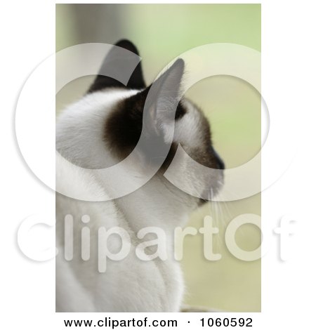 Stock Photo Of A Siamese Cat Looking Outside a Window by Kenny G Adams
