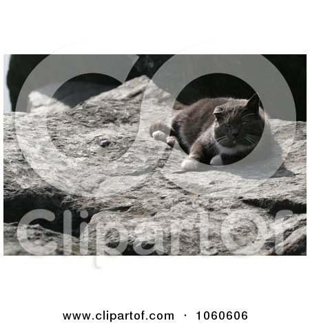 Stock Photo Of An Old Feral Cat Resting On A Flat Boulder by Kenny G Adams