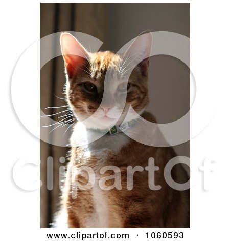 Stock Photo Of An Orange Calico Cat Sitting In The Sun by Kenny G Adams