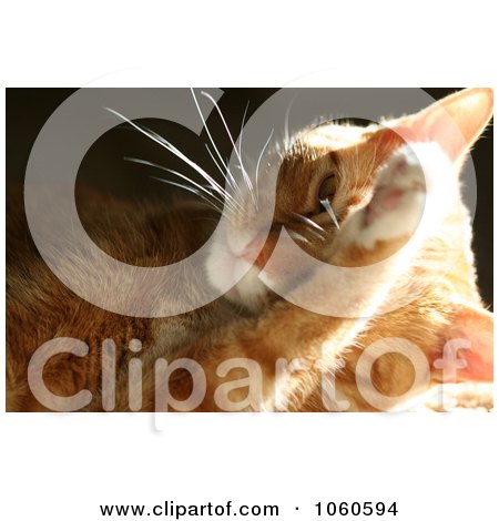 Stock Photo Of An Orange Calico Housecat Grooming Himself by Kenny G Adams