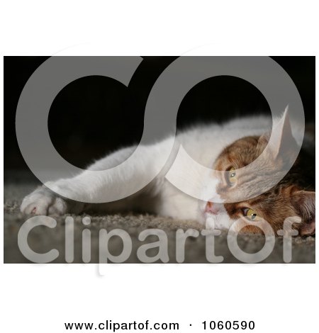 Stock Photo Of Orange and White Housecat Laying On Carpet by Kenny G Adams
