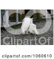 Stock Photo Of Two White Feral Kittens Playing