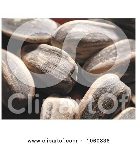 Sunflower Seeds in the Shell Macro Stock Photo by Kenny G Adams