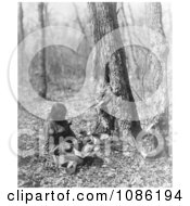 Tapping Maple Syrup Free Historical Stock Photography