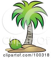 Green Coconut Below A Tree