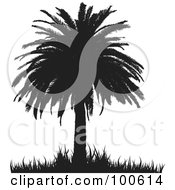 Poster, Art Print Of Silhouetted Palm Tree With Thick Foliage And Grass