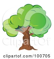 Poster, Art Print Of Mature Old Tree With Thick Green Foliage