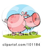 Poster, Art Print Of Chubby Pink Pig Snacking On Grass