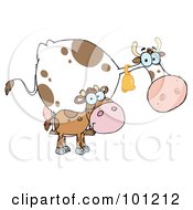 Poster, Art Print Of Spotted Calf By A Mom Dairy Cow
