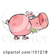 Poster, Art Print Of Chubby Spotted Pink Pig Munching On Grass