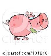 Royalty Free RF Clipart Illustration Of A Chubby Spotted Pink Pig Munching On Grass by Hit Toon