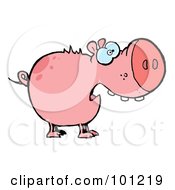 Poster, Art Print Of Scared Pink Pig With An Open Mouth