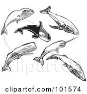 Digital Collage Of Engraved Styled Bowhead Humpback Orca Narwal Sei And Sperm Whales