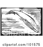 Poster, Art Print Of Black And White Engraved Sei Whale Balaenoptera Borealis
