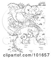 Poster, Art Print Of Coloring Page Outline Of A Mother Duck Watching Her Ducklings Swim