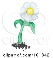 Perfect White Daisy Flower With A Thick Stem And Dirt
