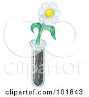 White Daisy Flower Growing From A Test Tube