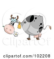 Royalty Free RF Clipart Illustration Of A Gray And Black Cow Eating A Daisy