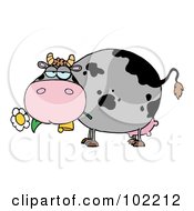 Royalty Free RF Clipart Illustration Of A Chubby Gray And Black Cow Eating A Daisy Flower