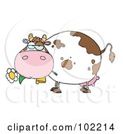 Poster, Art Print Of Chubby White And Brown Cow Eating A Daisy Flower