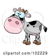 Poster, Art Print Of Gray And Black Baby Cow