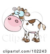 Poster, Art Print Of White And Brown Baby Cow