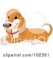 Happy Basset Hound Dog Sitting