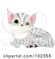 Poster, Art Print Of Cute Gray Tabby Kitten Resting