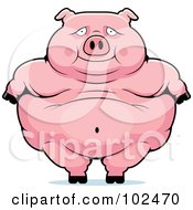 Poster, Art Print Of Obese Pig Standing