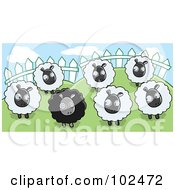 Poster, Art Print Of Group Of White Sheep Looking At A Black Sheep In A Pasture