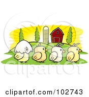 Poster, Art Print Of Row Of Four Farm Chicks