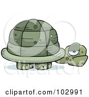 Grouchy Old Tortoise