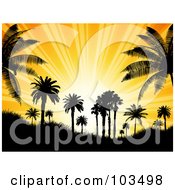 Tropical Setting Sun With Orange Rays Silhouetting Palm Trees