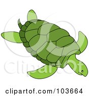 Poster, Art Print Of Green Sea Turtle Swimming - 2