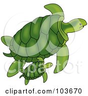 Poster, Art Print Of Green Sea Turtle And Baby Swimming
