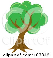 Poster, Art Print Of Lush Mature Tree With Green Foliage And A Curved Trunk