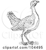 Poster, Art Print Of Sketched Great Bustard Bird