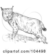 Royalty Free RF Clipart Illustration Of A Sketched Eurasian Lynx by patrimonio